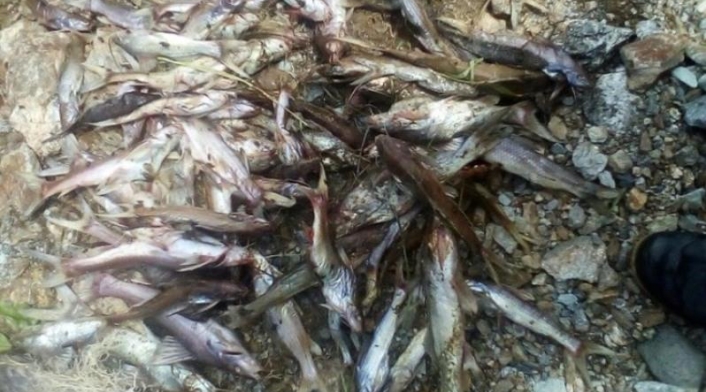 Una disminución repentina de los niveles de oxígeno en el lago habrían ocasionado la muerte de los peces.
