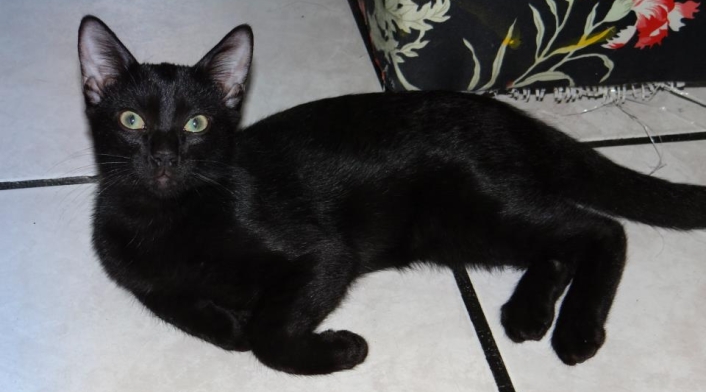 Fundaciones animalistas no dan en adopción animales en este mes