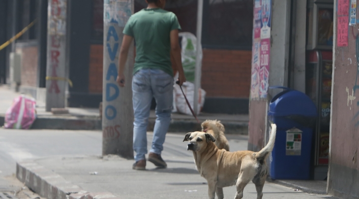 Perros callejeros en Ciudad Bolívar, Bogotá