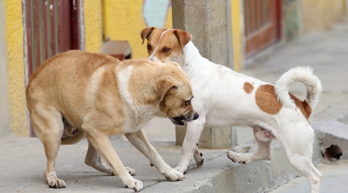 Perros callejeros en Ciudad Bolívar, Bogotá