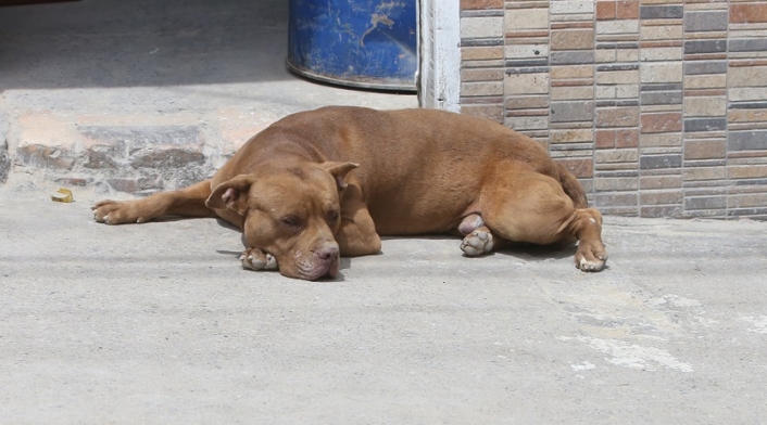 Perros callejeros en Ciudad Bolívar, Bogotá