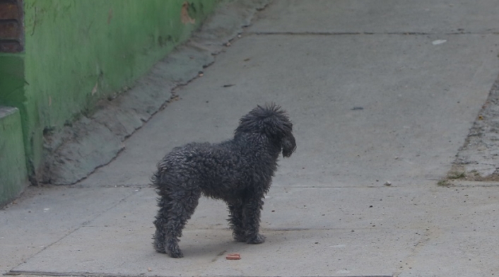 Perros callejeros en Ciudad Bolívar, Bogotá
