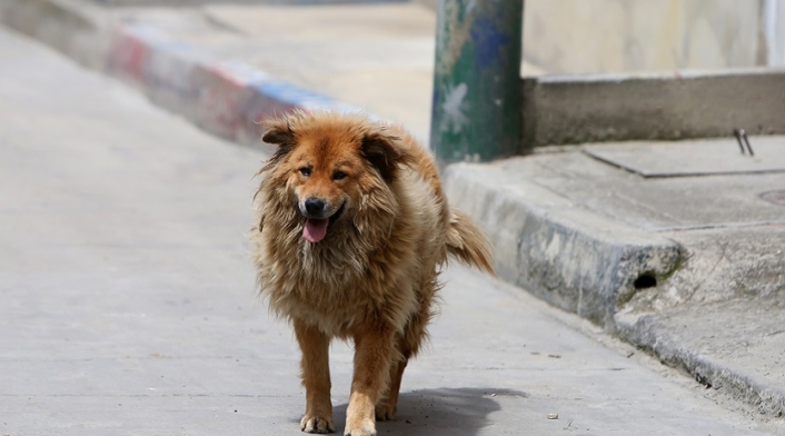 Perros callejeros
