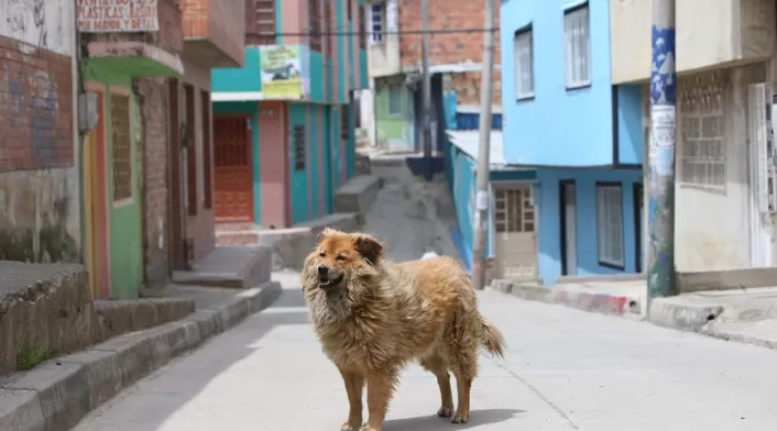 Perros callejeros