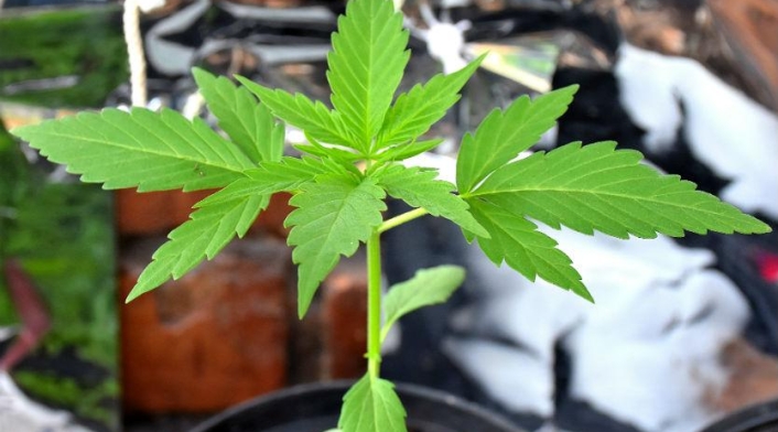 Planta de cannabis