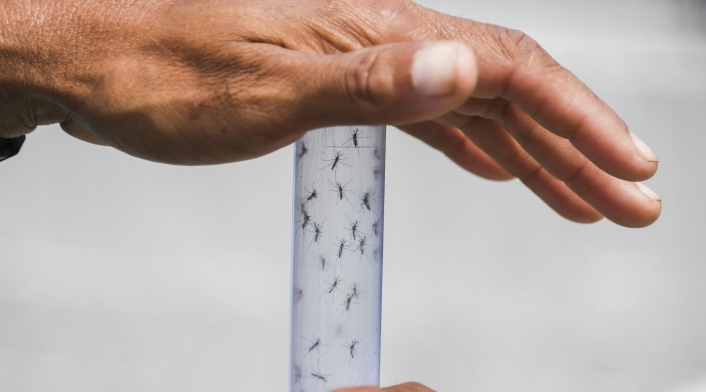 Zika