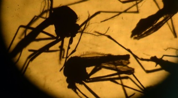 Malaria