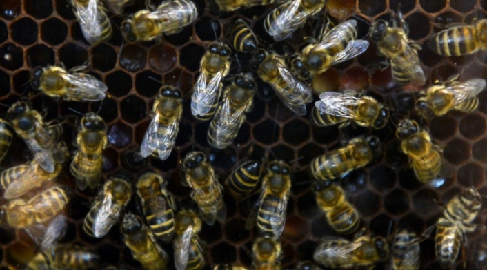 Enjambre de abejas