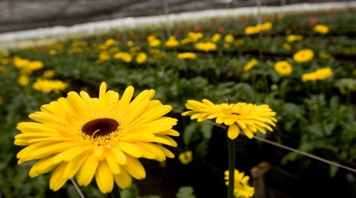 Los principales mercados de las flores colombianas son Estados Unidos, seguido de Reino Unido, Japón, Canadá y Rusia.