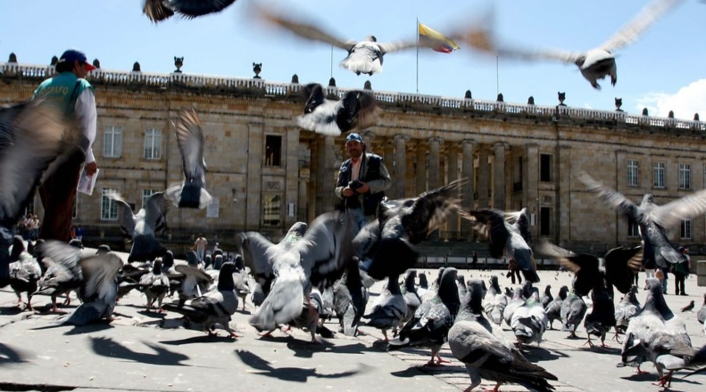 Sobrepoblación de palomas en la Plaza de Bolívar Sobrepoblación de palomas en la Plaza de Bolívar