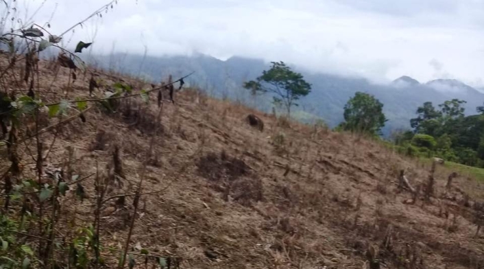 Terrenos fumigados con glifosato en Antioquia