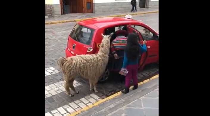 Llama en carro