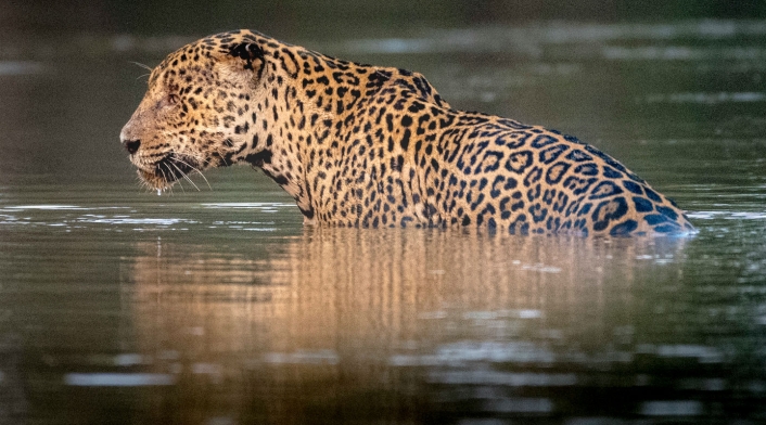Jaguar, una especie clave para el medio ambiente en América.