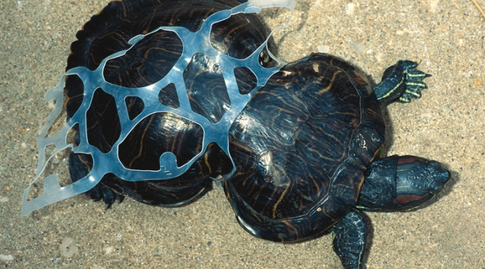 Tortuga atrapada en un envase de plástico.