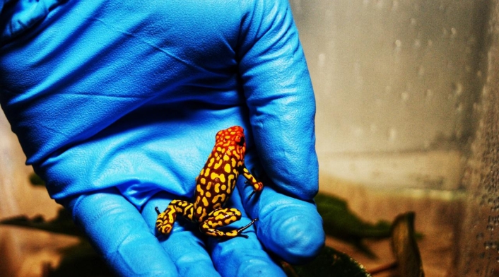 RANAS INCAUTADAS