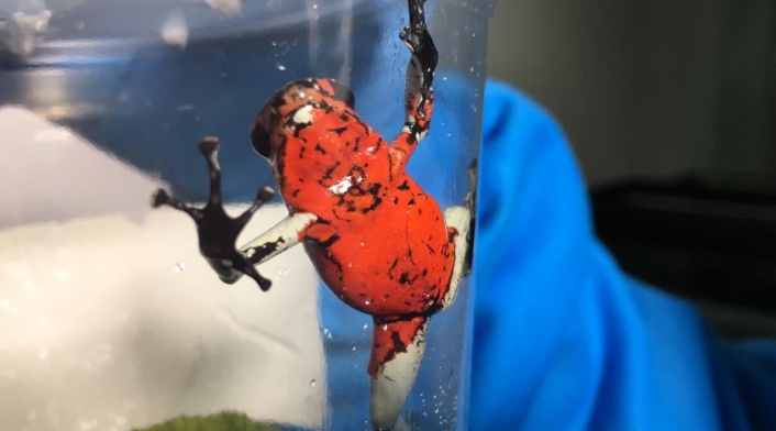 RANAS INCAUTADAS