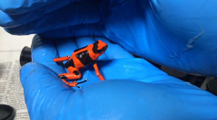 RANAS INCAUTADAS