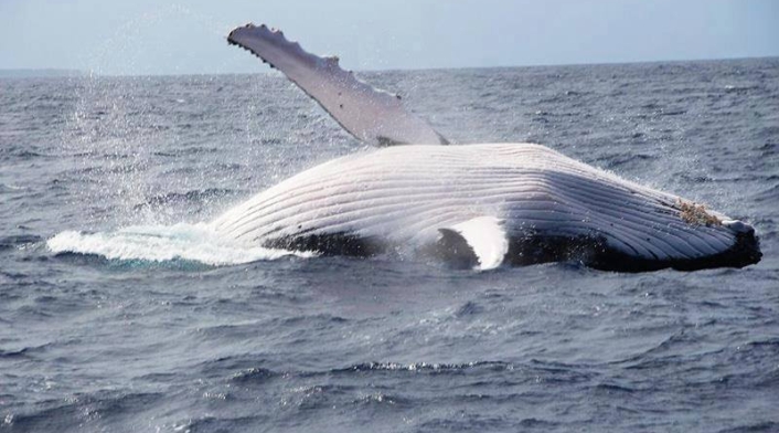 Japón continua con la caza de ballenas.