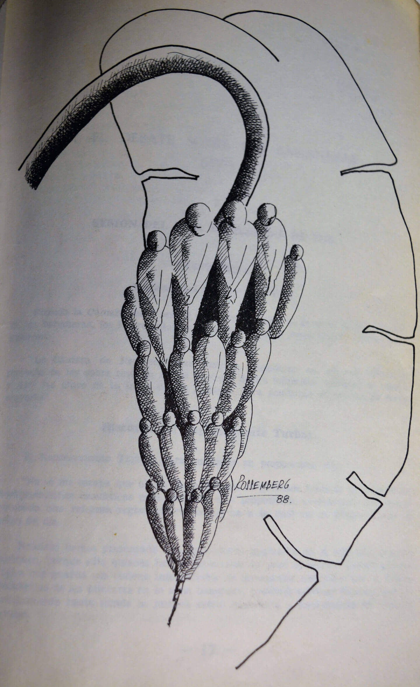Ilustración de Rossemberg
