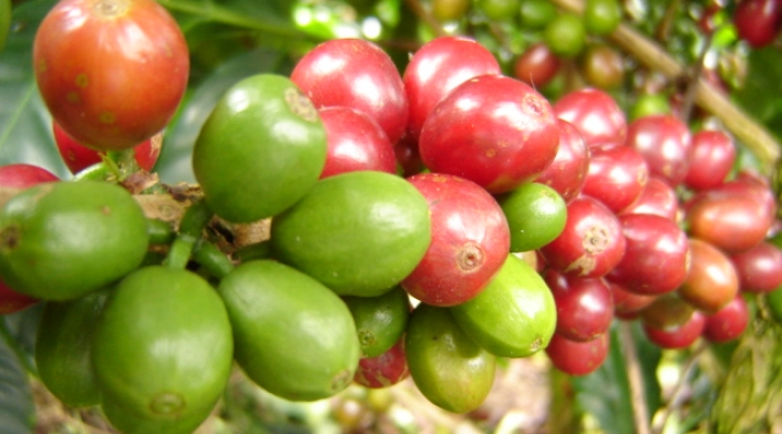 Grano de Café