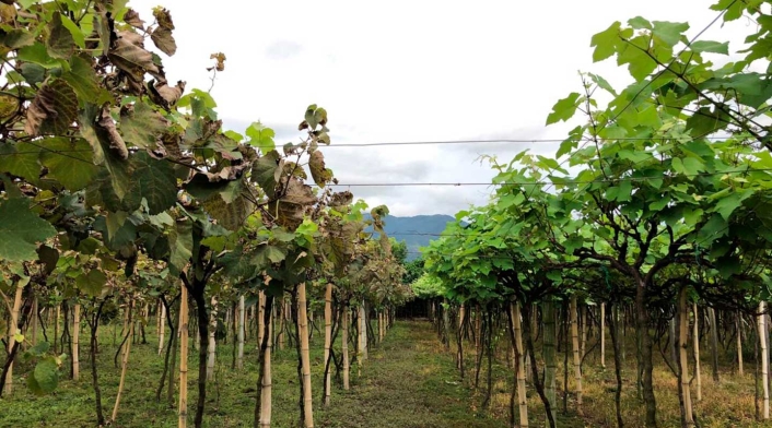 Cultivo de uva isabella para fabricar vino artesanal