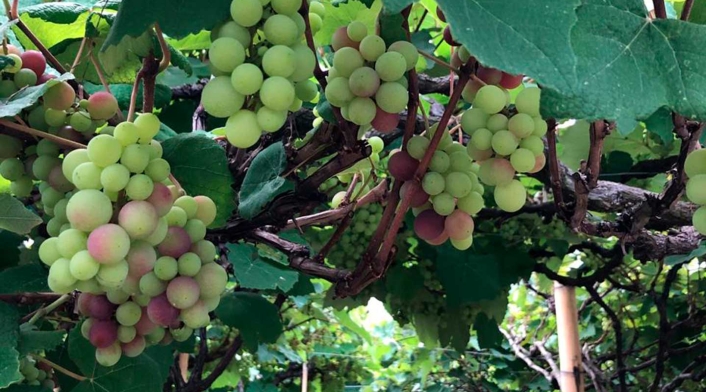 Uvas del viñedo de Uva Isabella