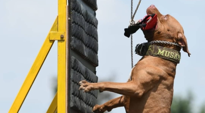 La feria de Cali tuvo por primera vez un Festival de Mascotas