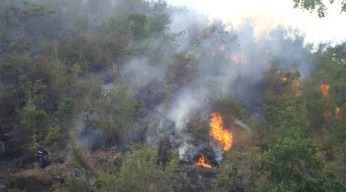 Incendio Capa Vegetal