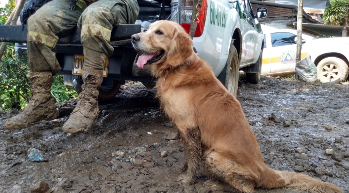 Grupo canino