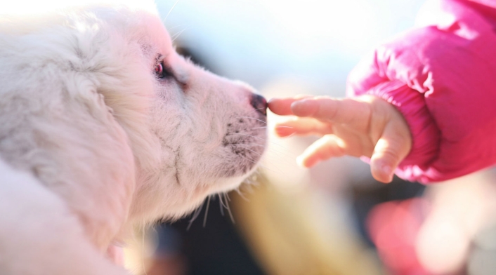 En China solo se podrá tener un perro