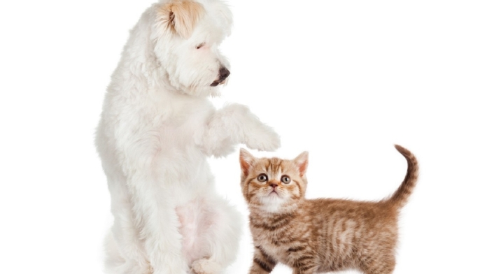 Perros y gatos Perros y gatos