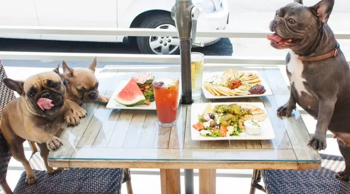 Establecimiento Pet friendly