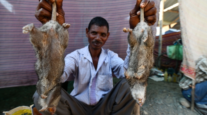 La rata es parte fundamental del menú de fin de año en una zona de India.