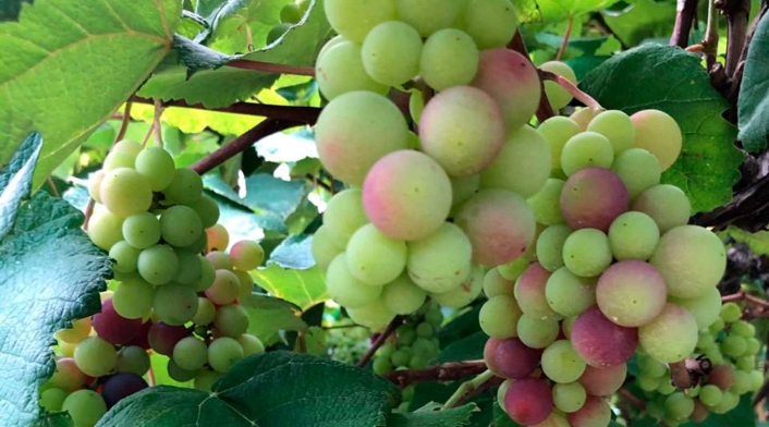 Viñedos de la Uva Isabella