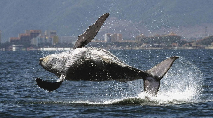 Contaminación en los oceanos