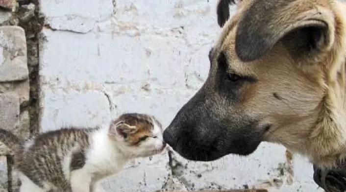 Protección animal