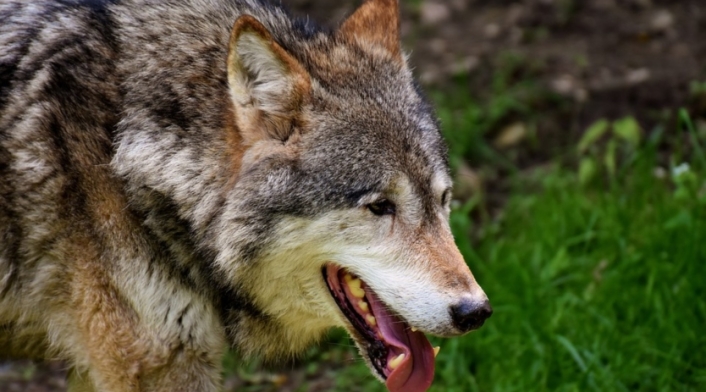 Especie en peligro de extinción