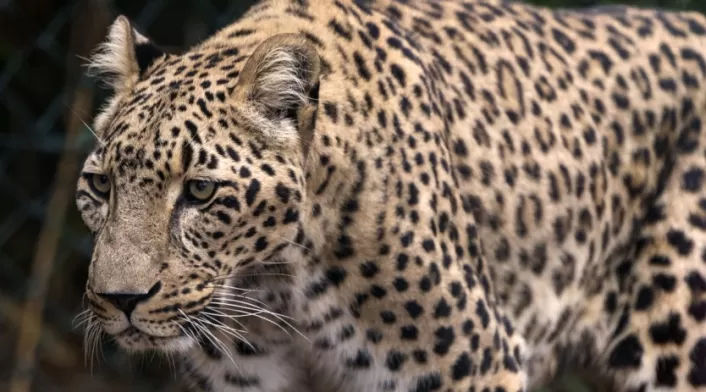 Científicos aseguran que el Tigre de Amoy es una especie que ya se encuentra extinta.