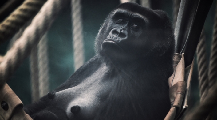 Especie en amenaza de extinción