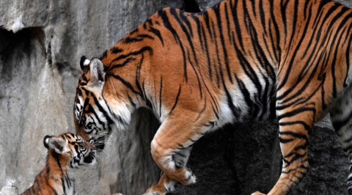 Especie en amenaza de extinción