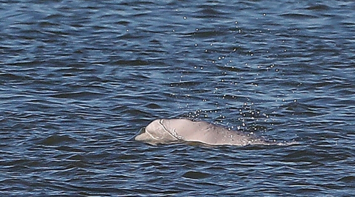 Especie en peligro de extinción