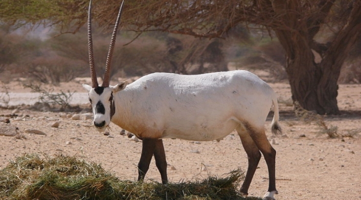 Especie en vía de extinción