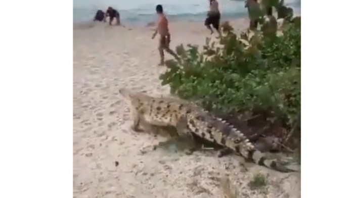 Caimán aguja así hizo presencia en el Tayrona