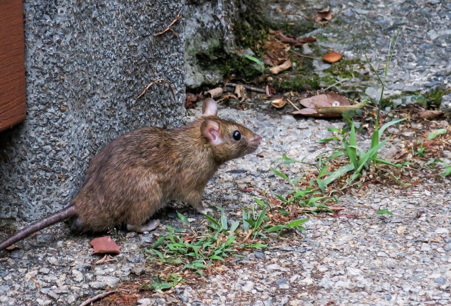 Ya se han reportado varios muertos por contagio de hantavirus. Ya se han reportado varios muertos por contagio de hantavirus.