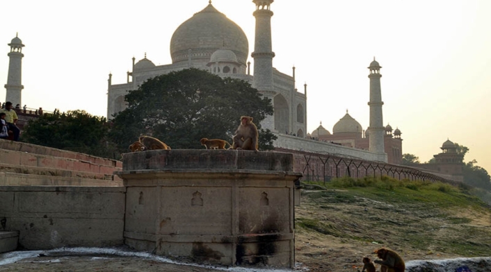 Los monos atacan a turistas en el Taj Mahal.