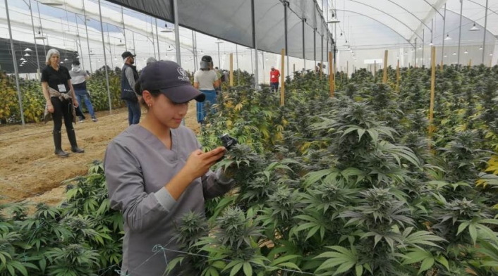 Cannabis producida en Boyacá es exportada a Canadá con fines científicos.