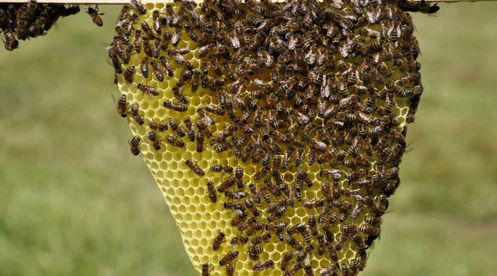 Panal de abejas Panal de abejas
