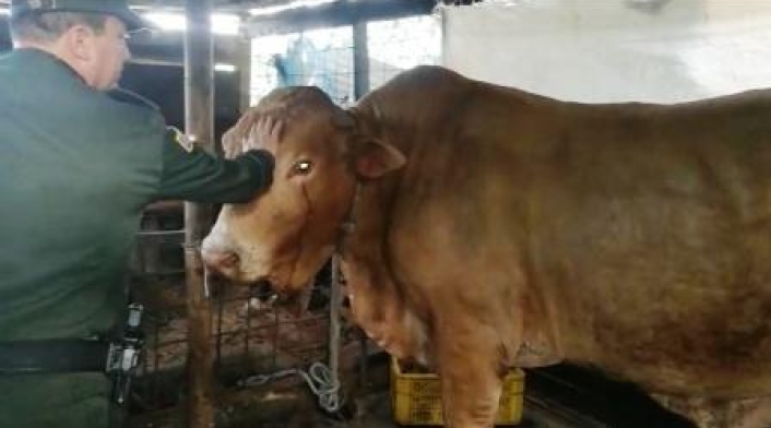 Las autoridades recuperaron en Cali, a 'Lagrimón', el toro de Faustino Asprilla, robado en su finca.