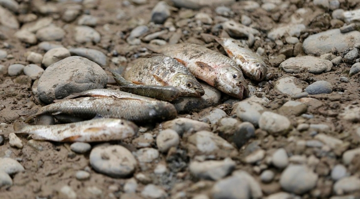 Peces muertos.