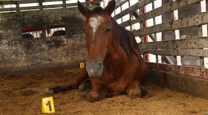 Caballos Maltratados